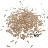 Orientalischer Kreuzkümmel (Kamoun)