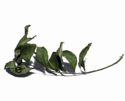 Curry leaves (murraya, kaloupilé)