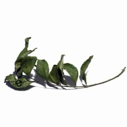 Curry leaves (murraya, kaloupilé)