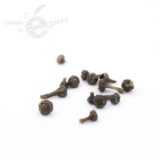 Boutons floraux de cannelier