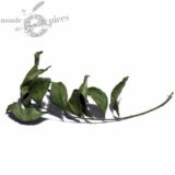Curry leaves (murraya, kaloupilé)