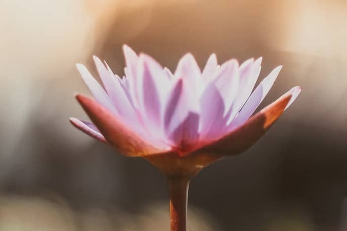 Comment prendre soin de soi par les plantes ?