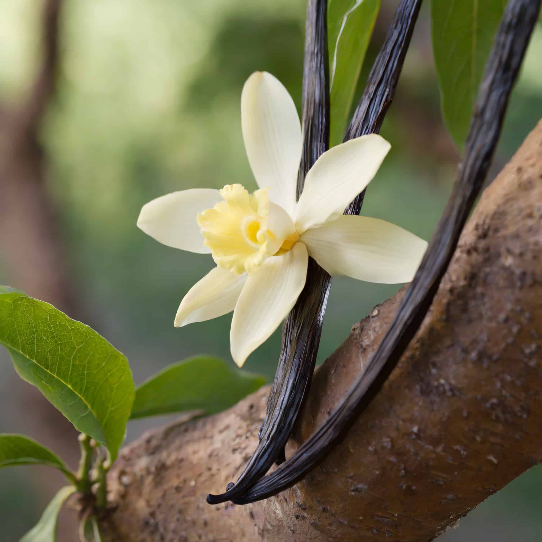Vanille de tahiti et sa fleur sur une branche