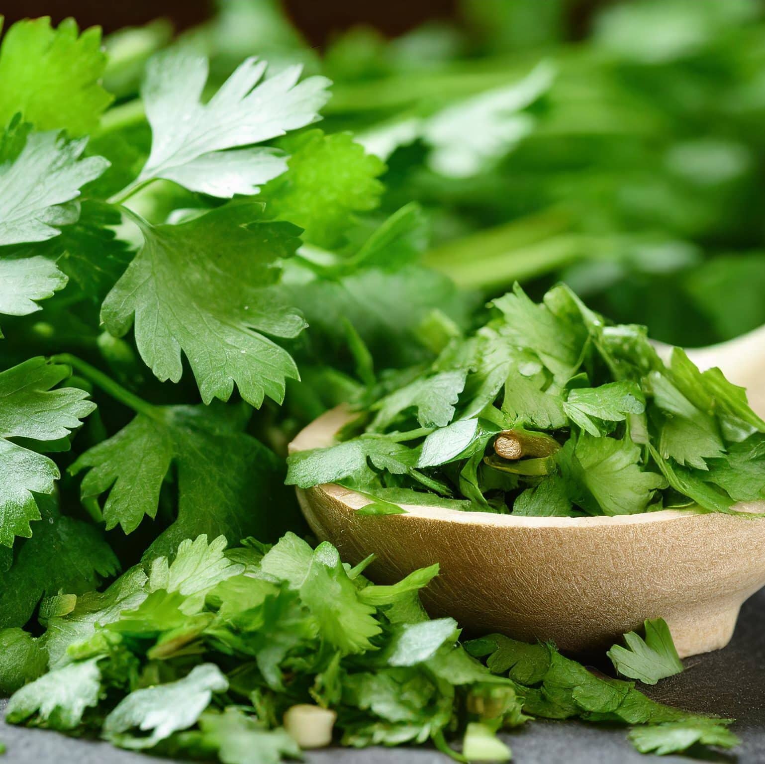 LeMondeDesEpices-SaladePrintanière-Coriandre