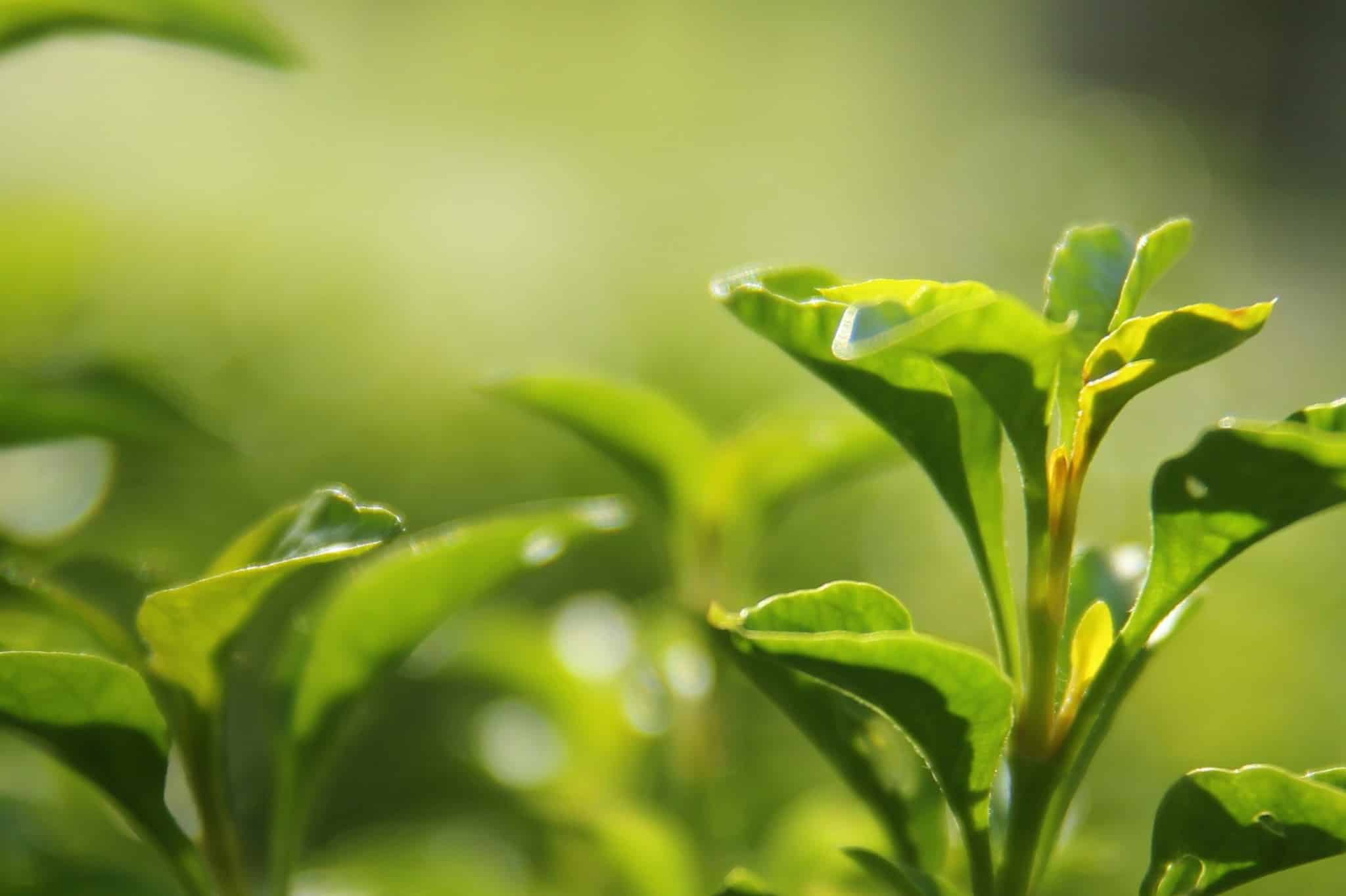 Grüner Morgen: Mit Tees aus Fernost die Sinne wecken