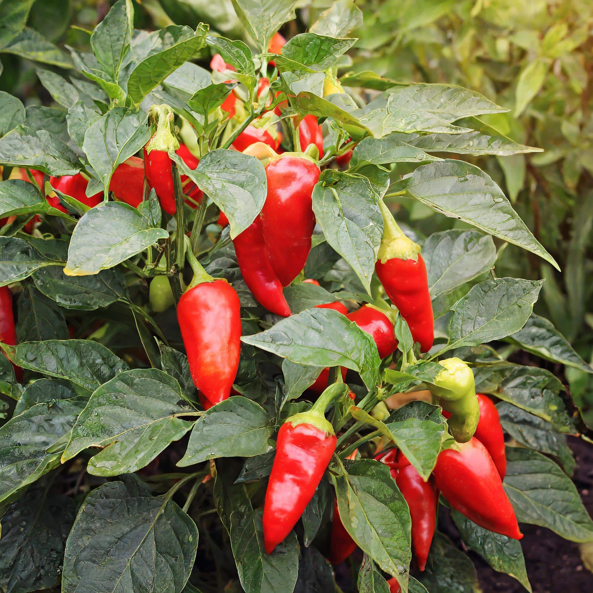 Des piments rouges sur un arbustre