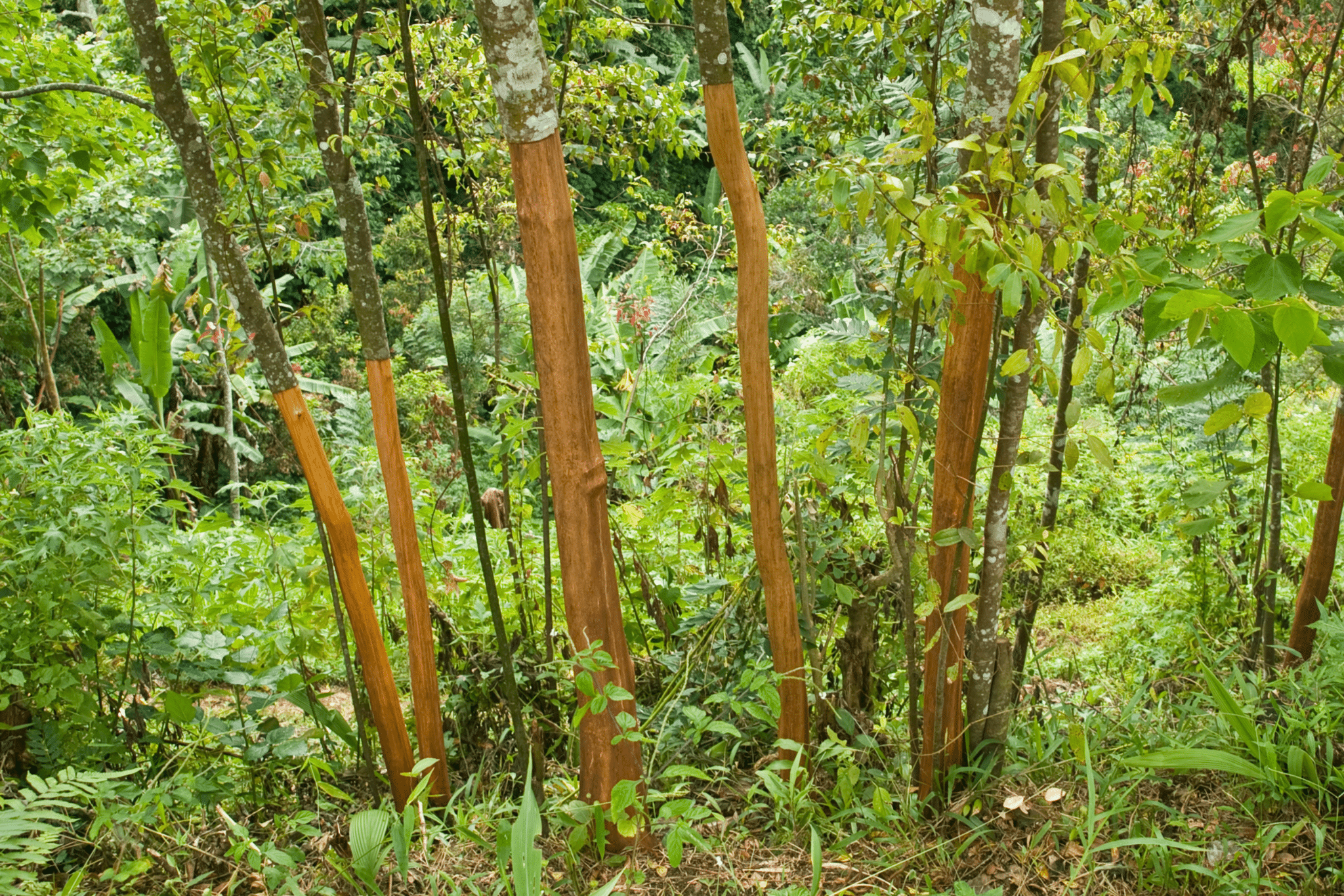 Une forêt avec des canneliers
