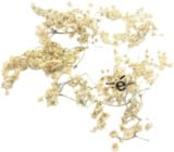 Fleurs de sureau noir mondées