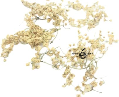 Fleurs de sureau noir mondées