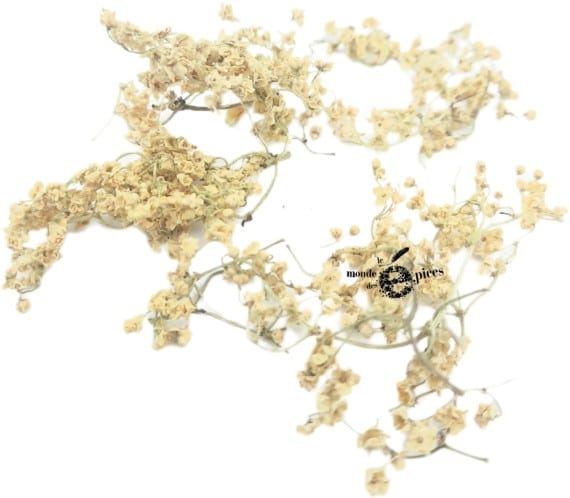 Fleurs de sureau noir mondées